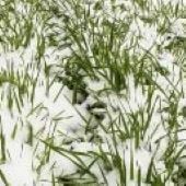 Winter Rye Cover Crop Seeds CP4-100_Base